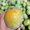 Ekdom poripokto mango