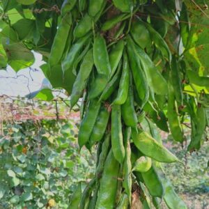 হাইব্রিড কেরালা শিম